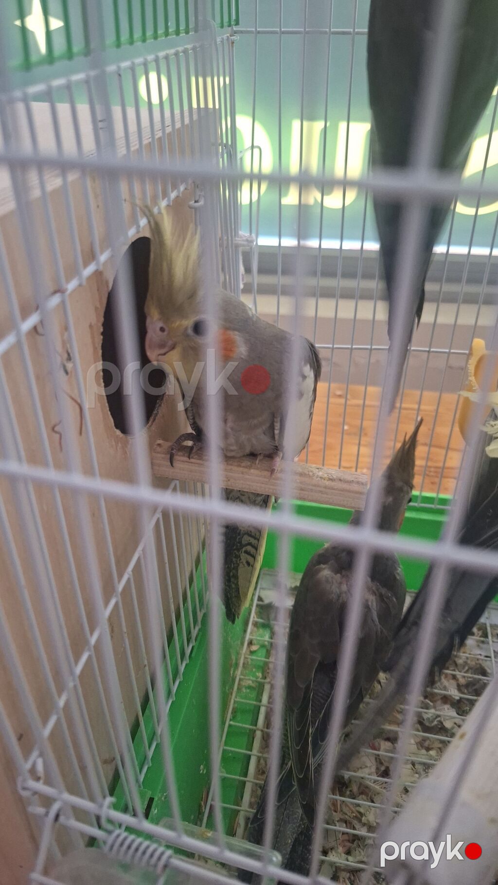 Nimfa (Cockatiel) papağanları – boz rəng çalarlarında, yanaqlarda — Tutyun papağayı, Bakı (2)