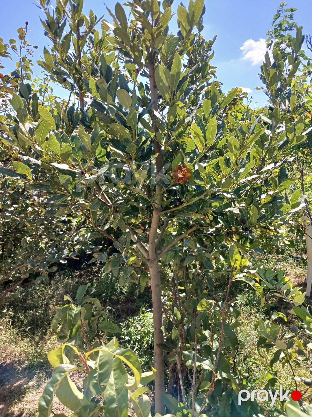 Satılır torpaq 10 sot — Torpaq, Bakı (5)