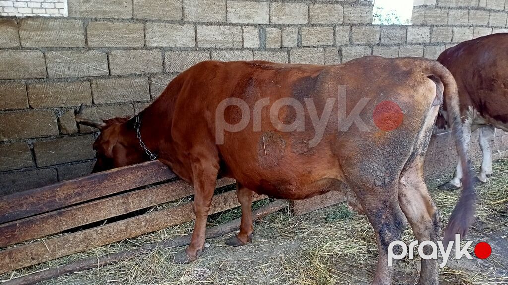 İney Simental Bugadan Öyre gedib Dekabrın 9 na dogmalidir 8 lt süt — Digər heyvanlar, Xaçmaz (4)