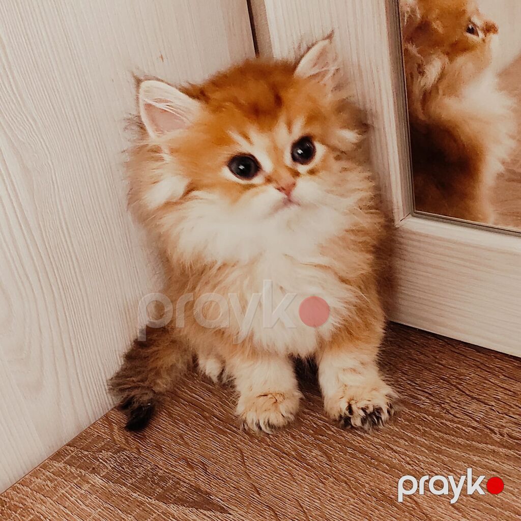 Qızıl şinşilla — Pişiklər, Bakı (7)