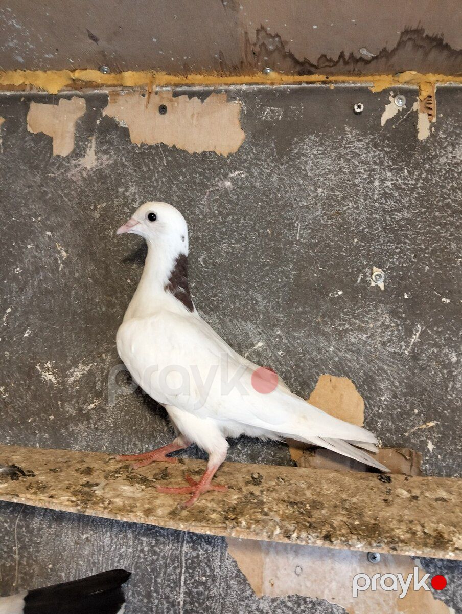 Göyərçinlər — Quşlar, Bakı (6)
