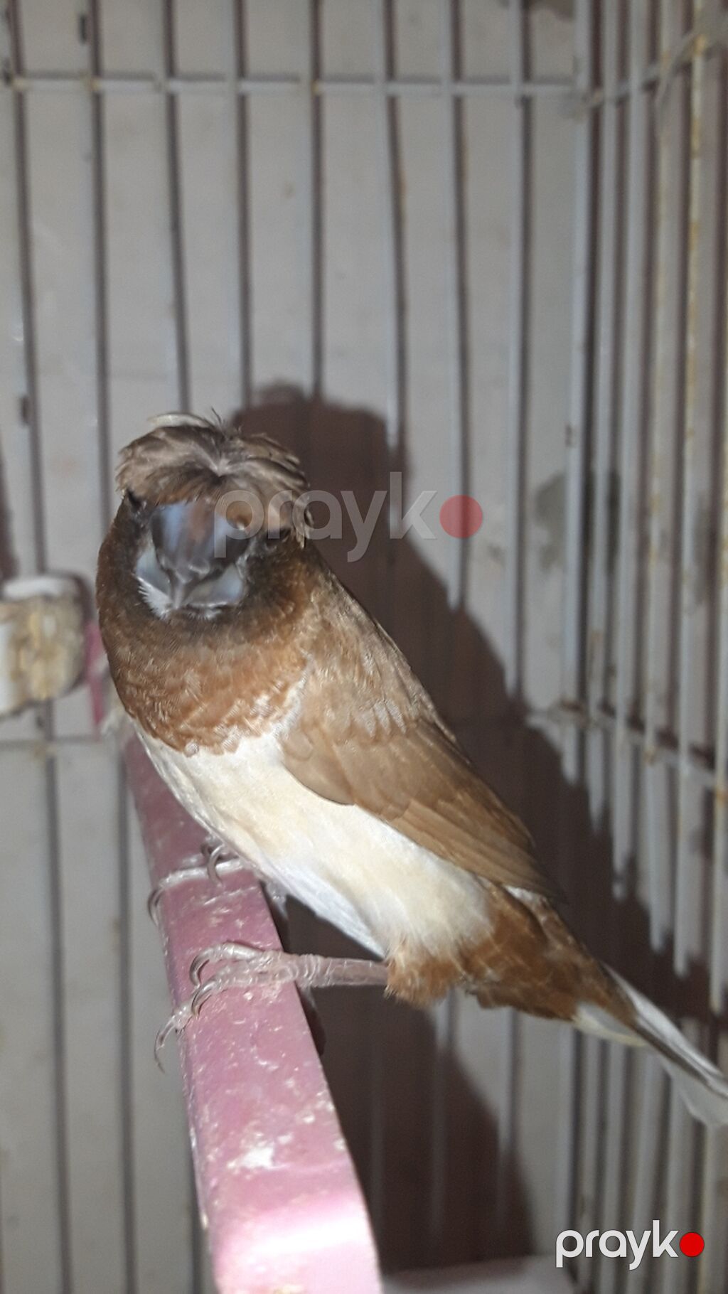 Hazir bala vermiw cut benqalar cutu 30manat qefes yuva qariwiq — Digərləri, Bakı (2)