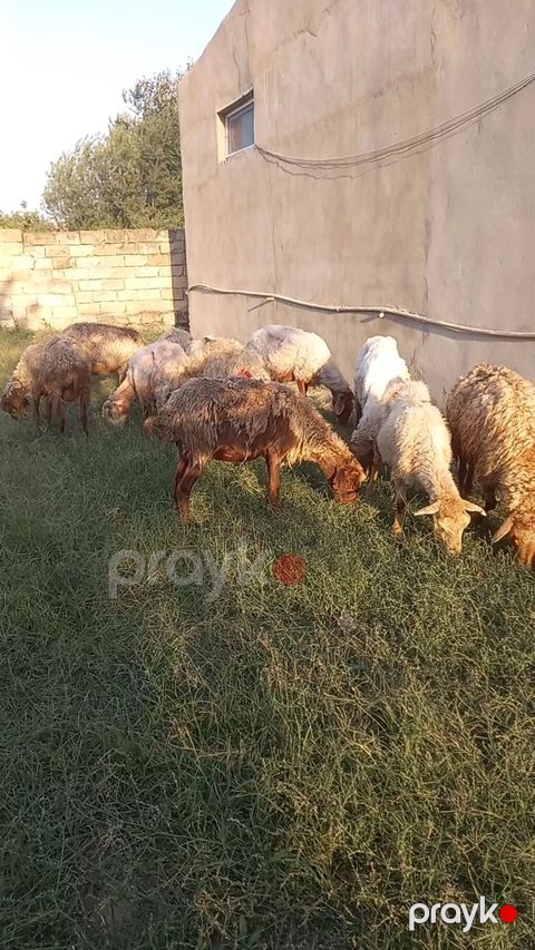 Salam tam saglam 12dene bogaz qoyun — Digah