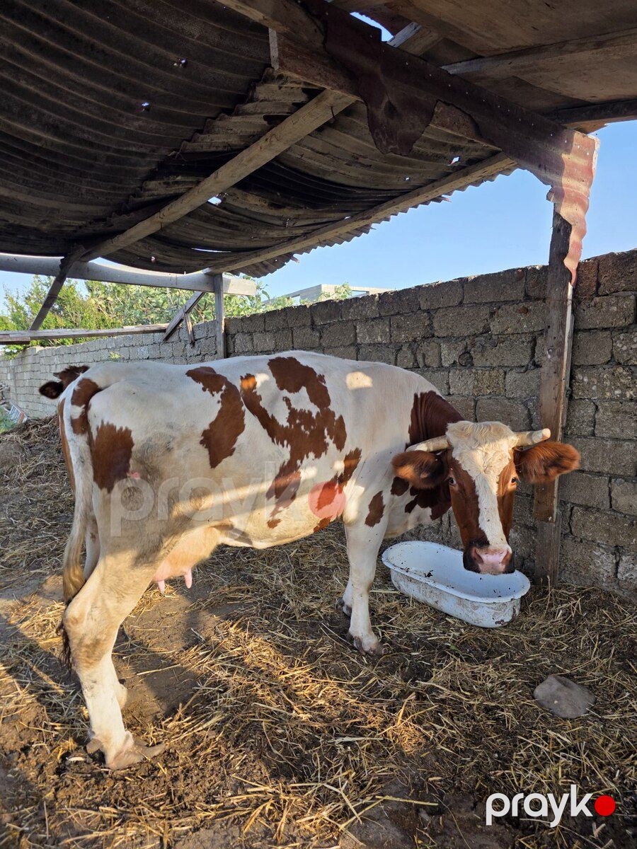 Simmental inək — Kənd təsərrüfatı heyvanları, Bakı (5)