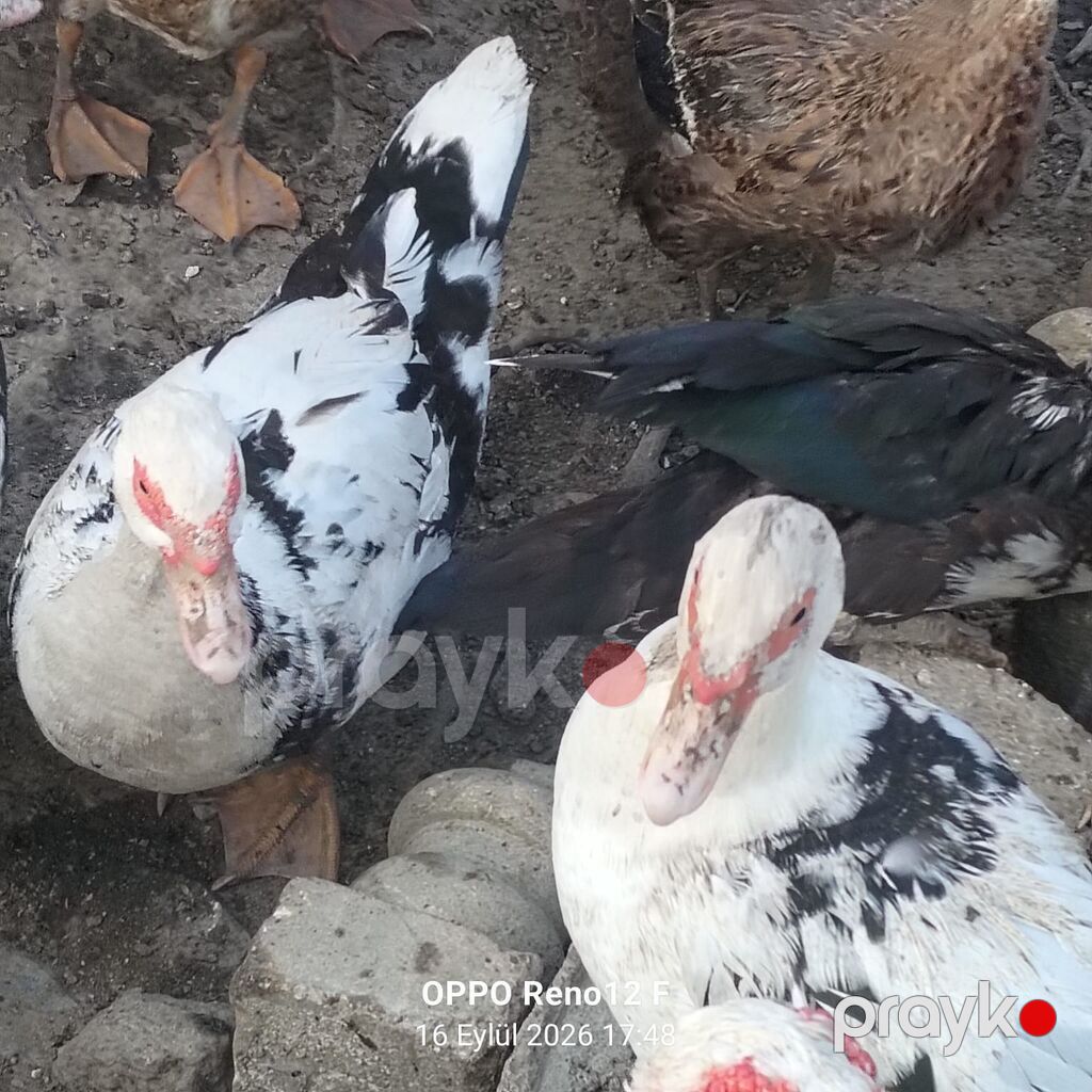 Erkək, Ətlik — Digərləri, Bakı (2)
