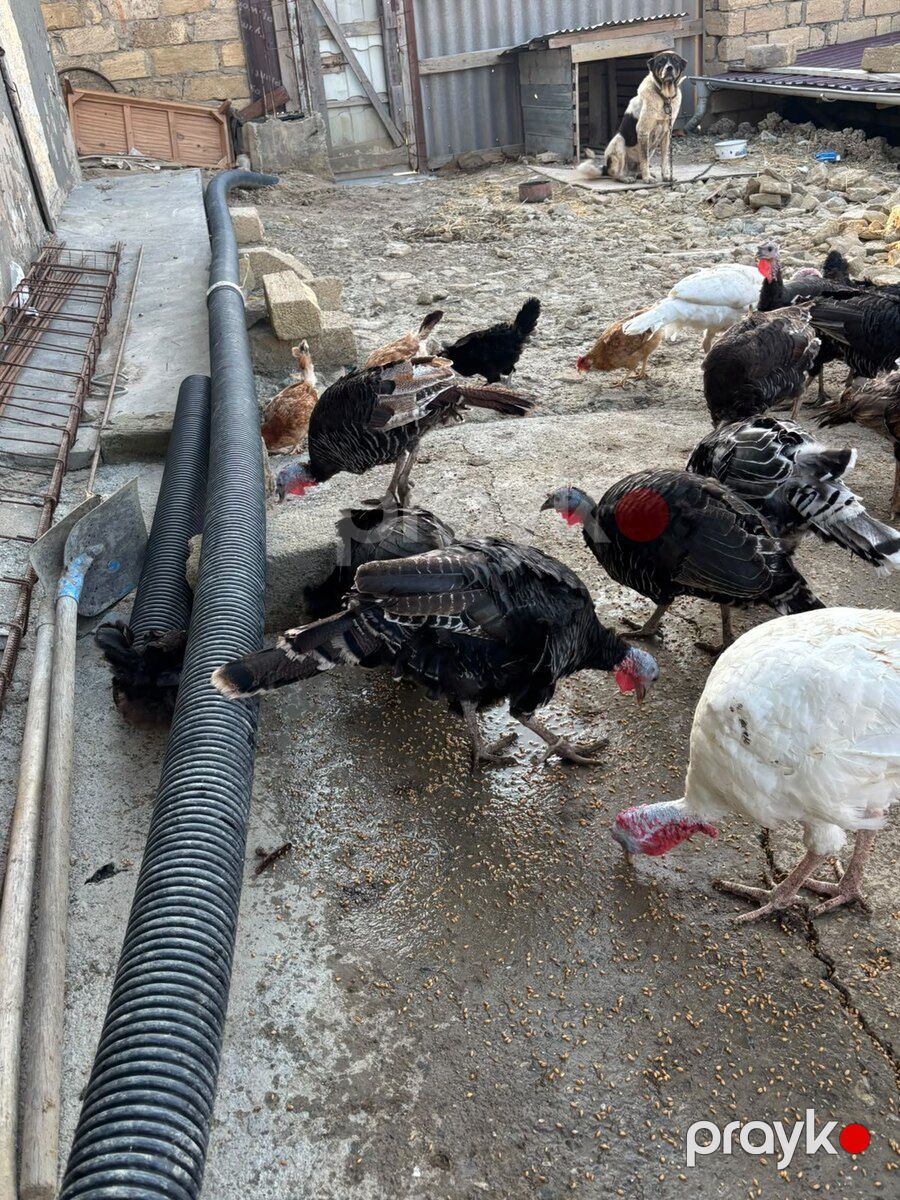 Hinduşkalar — Quşlar, Bakı (8)