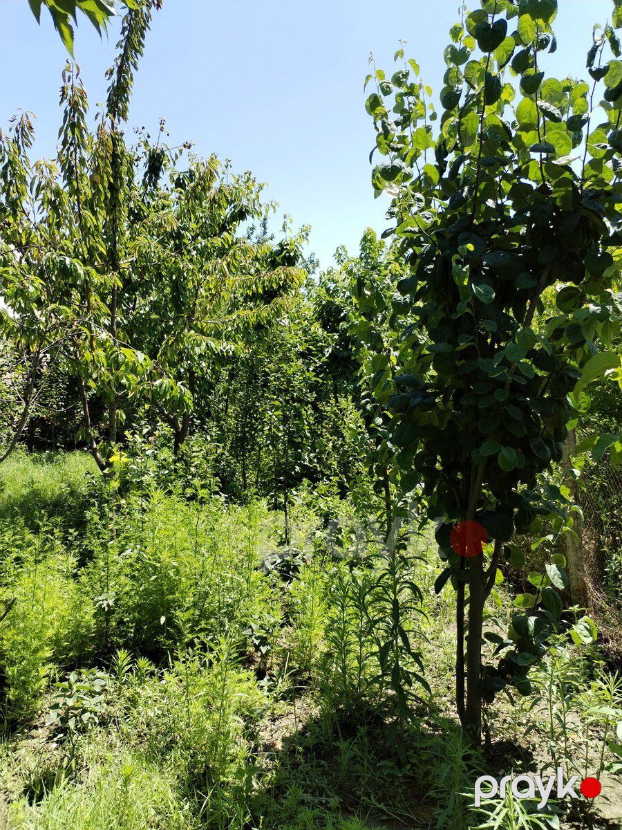 Meyvə ağacları — Bitkilər, Bakı (3)