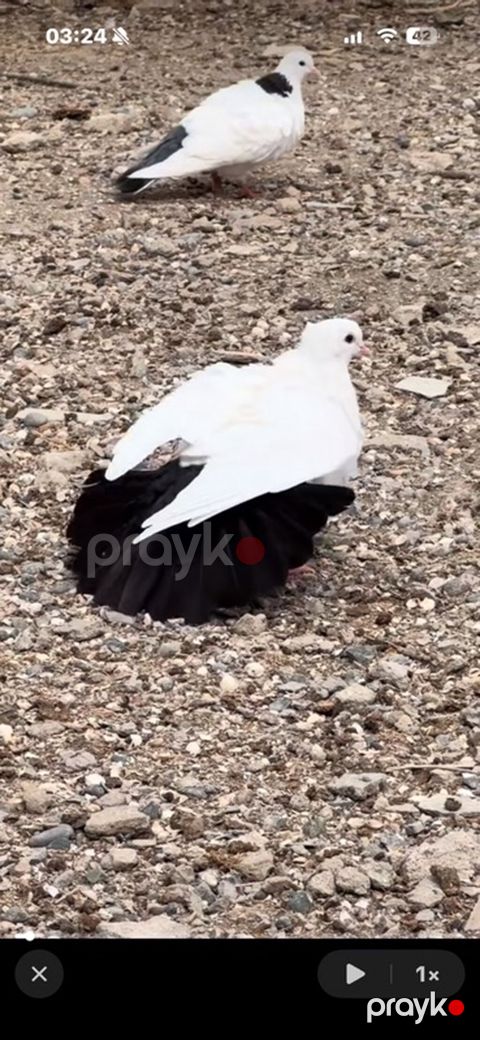 1cutden toreme quslardi 27-28 denedi icinde pecat qara boyunlar abrez