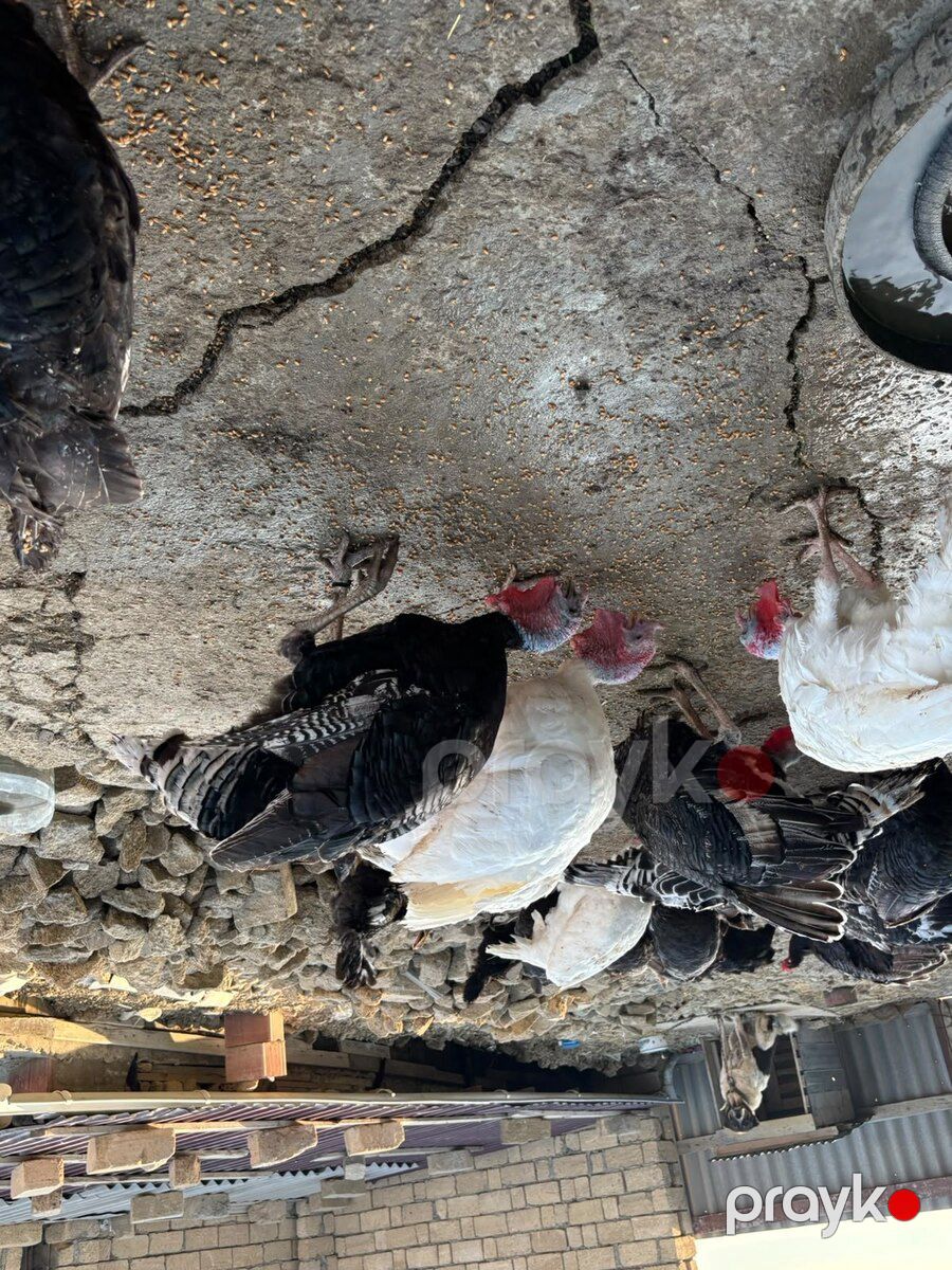 Hinduşkalar — Quşlar, Bakı (4)