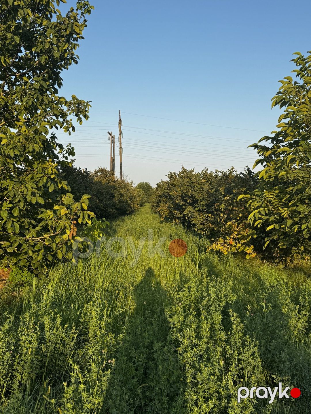 Satılır torpaq 237.3 sot — Torpaq, Xudat (4)