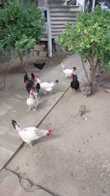 Toyuq, Yumurtalıq — Elmira Hacıyeva