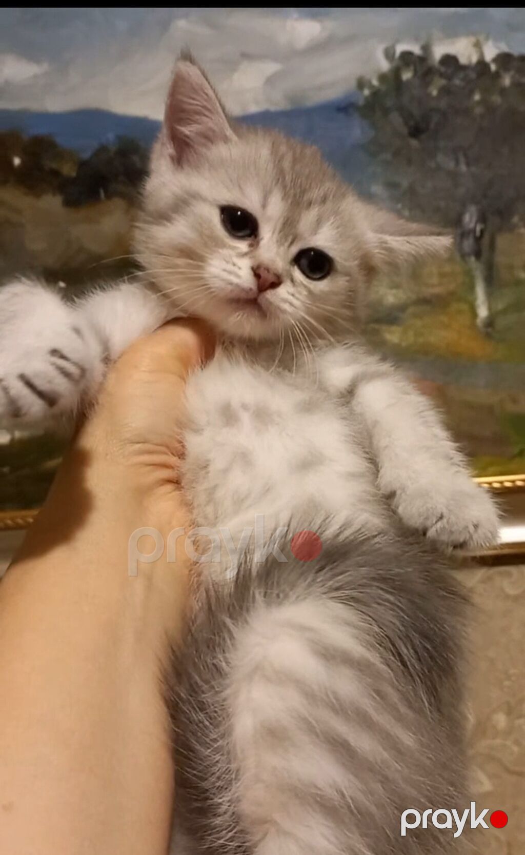 Şinşilla, Dişi, Yaxşı əllərə, Ünvandan götürmə — Pişiklər, Bakı (3)