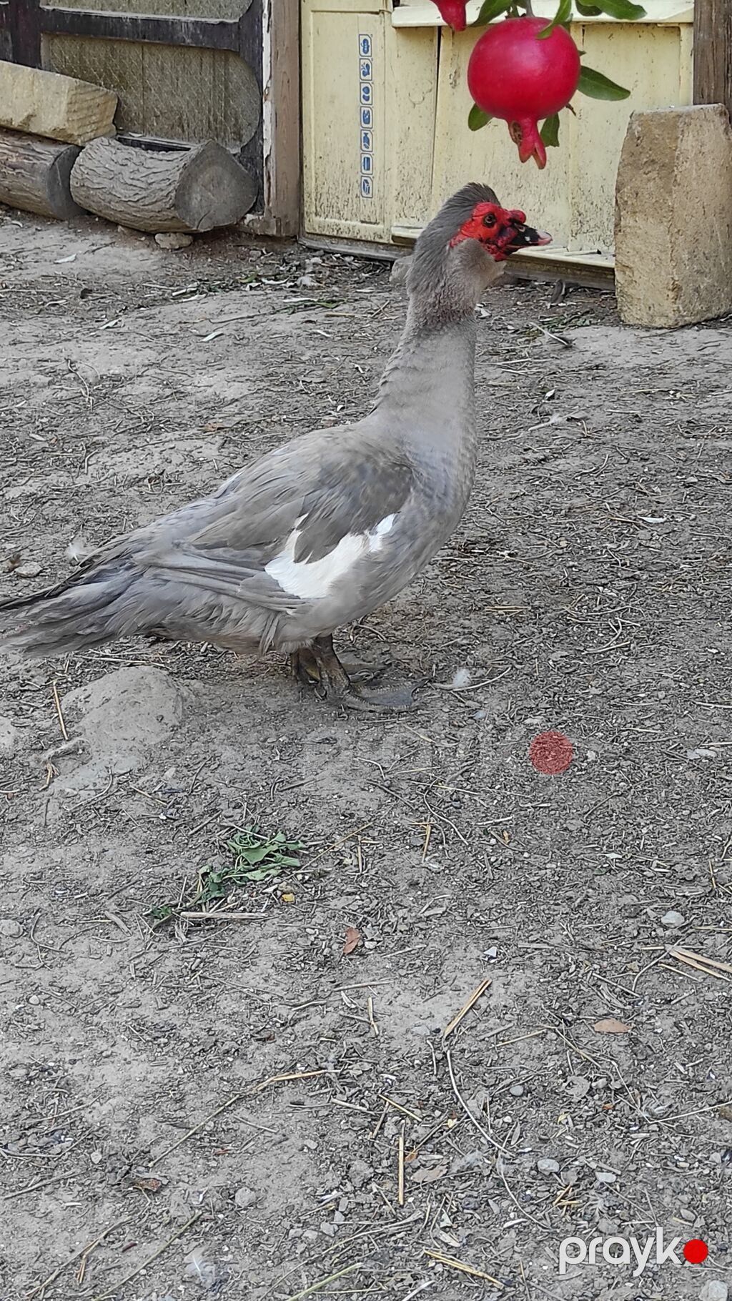 Erkək, Lal ördək, Damazlıq, Ünvandan götürmə — Digərləri, Masazır (2)