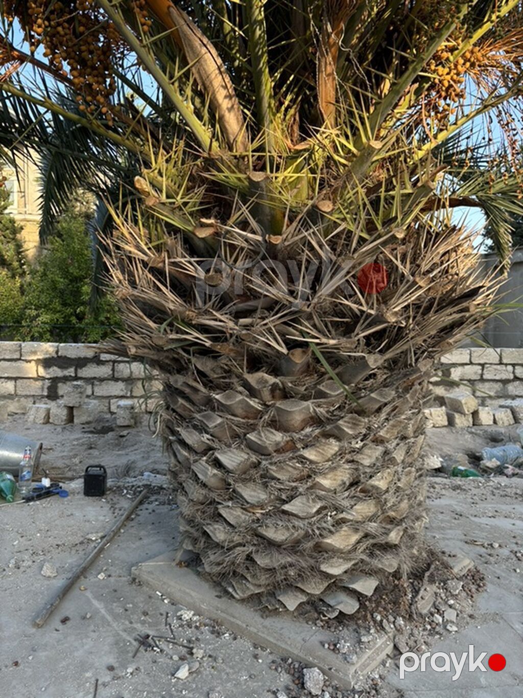 Xurma (xurma xurması) palm ağacı. Phoenix dactylifera (xurma palmı) — Ağaclar və fidan, Digah (4)