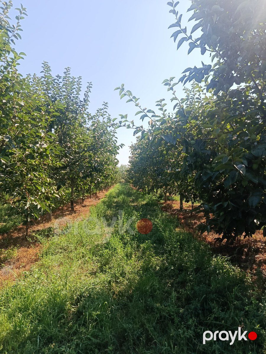 181 sot torpaq sahəsi, Göyçay r — Torpaq, Göyçay (10)