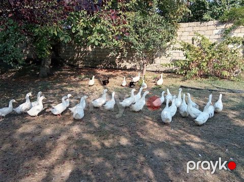 Pekin ördəkləri — İsmayıllı