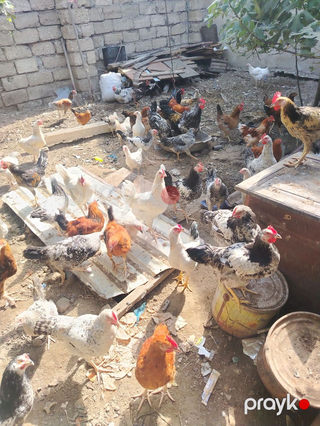 Salam.3 aliq 4 ayliq ferelerdi vaksini olnmiw hec bir xesdeliyi yoxdu — Digər heyvanlar, Bakı (2)
