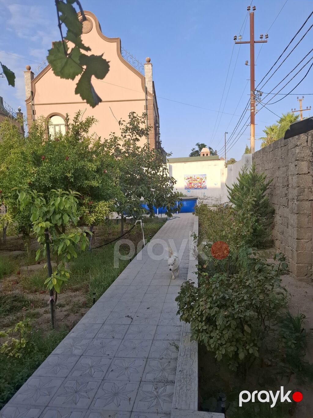 Meyvə bağ sahəsi satılır - Sahədə müxtəlif meyvə ağacları əkilib — Torpaq, Bakı (7)