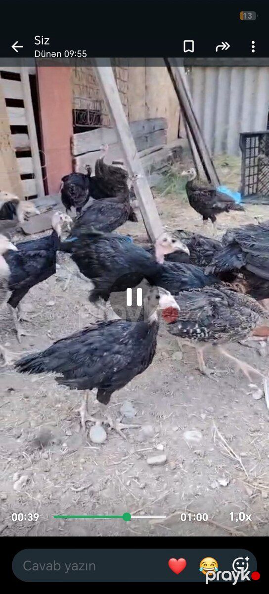 Bronz fərə — Quşlar, Yevlax (3)