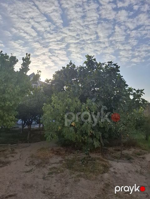 Meyvə bağ sahəsi satılır - Sahədə müxtəlif meyvə ağacları əkilib — Bakı