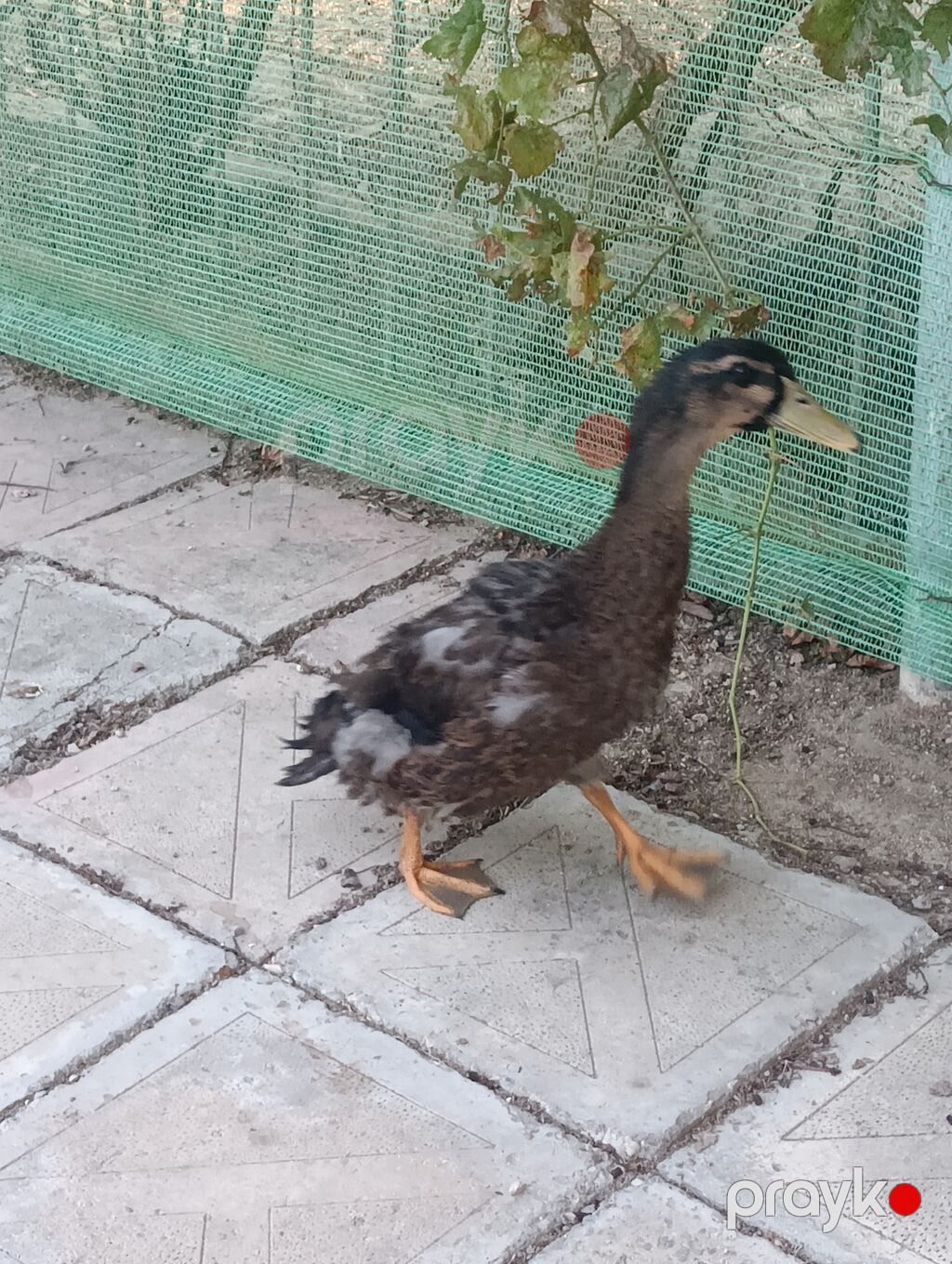 Erkək, Macar, Damazlıq, Pulsuz çatdırılma, Ödənişli çatdırılma — Digərləri, Digah (4)