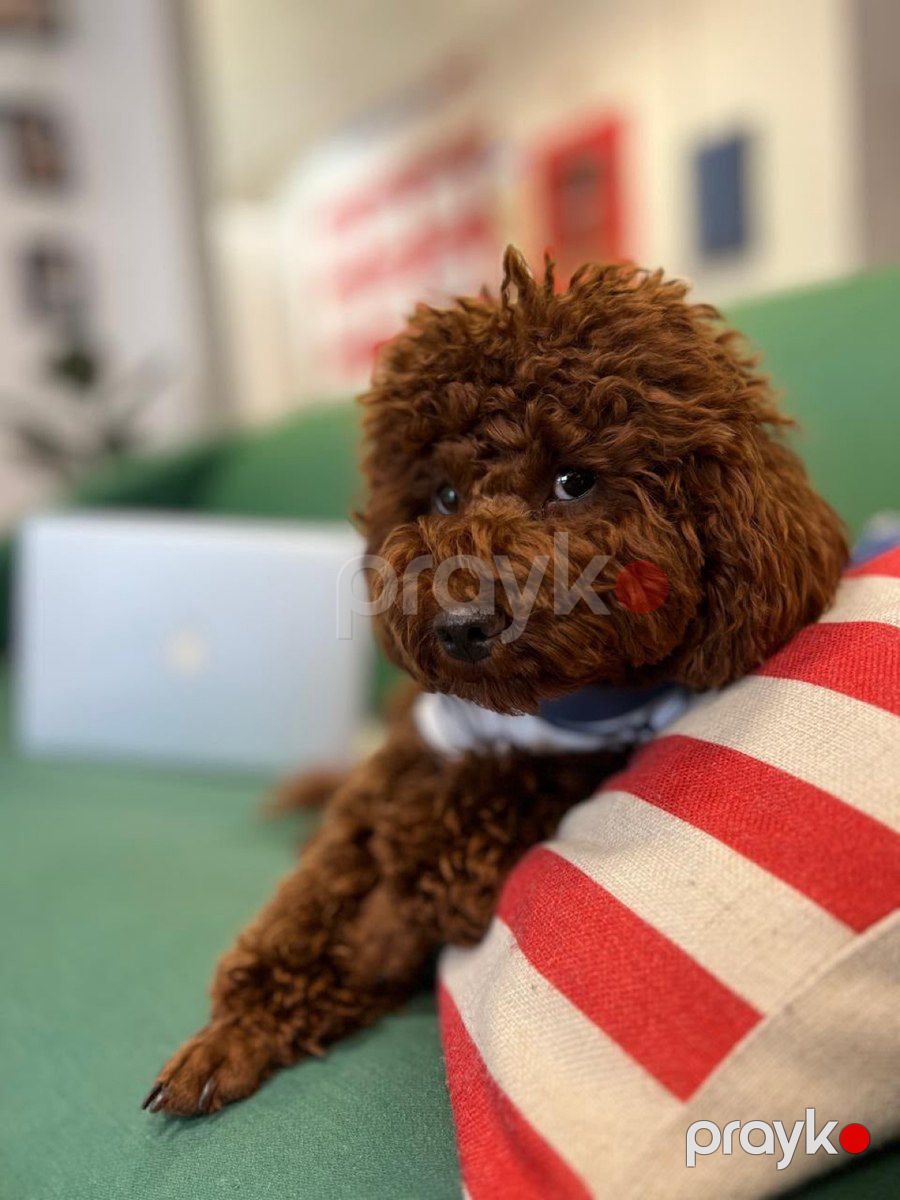 Red Brown Toy Poodle — Köpəklər, Bakı (2)