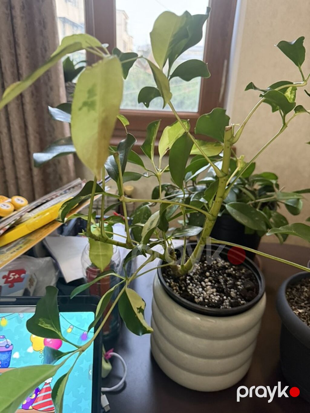 Variegatlı Schefflera (Umbrella Plant) – otaq bitkisi - Nadir — Qapı bitkələri, Bakı (3)