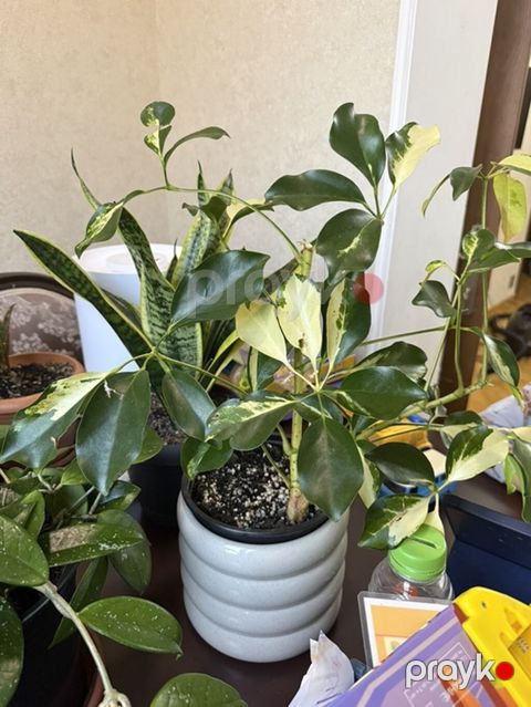 Variegatlı Schefflera (Umbrella Plant) – otaq bitkisi - Nadir — Bakı