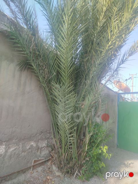 Xurma ağacı (Phoenix dactylifera) – həyət və bağ sahələri üçün — Digah