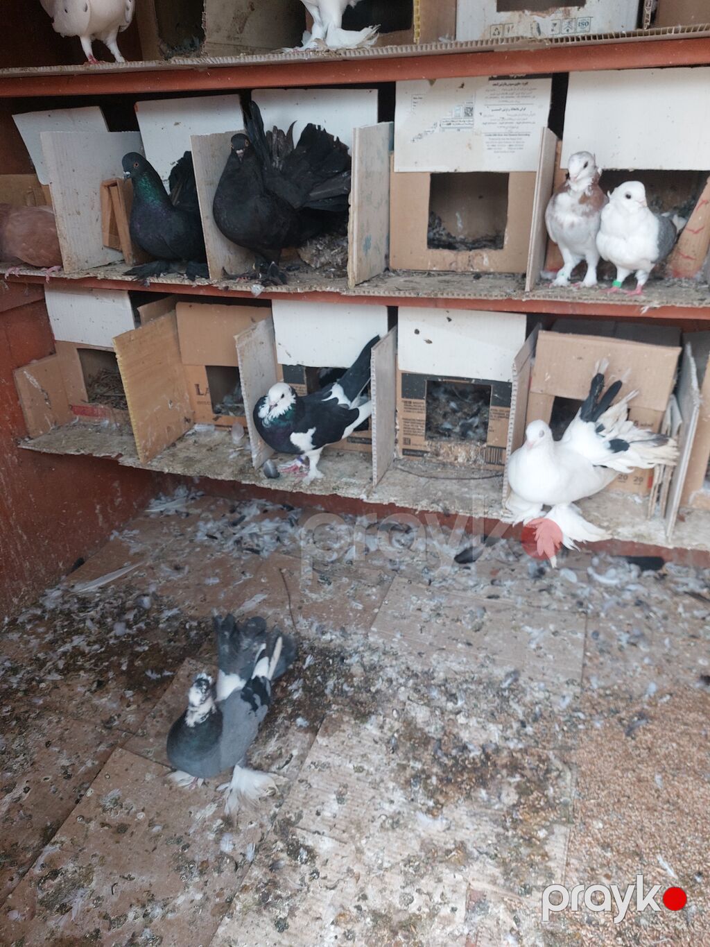 5 azn — Göyərçin, Göytəpə (3)