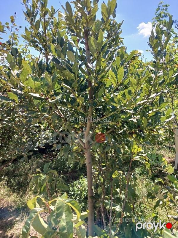 Satılır Torpaq sahəsi, 10 sot, Novxanı — Torpaq, Abşeron (3)