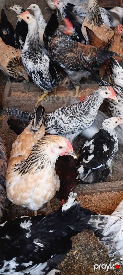 Toyuqlar satılır 3 aylıqdılar vaksin olunublar — Bakı