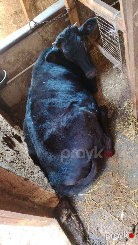 Qara rəngli dana/sığır - Növ: Qaramal (qara rəngli) - Cins: Erkək — Digah