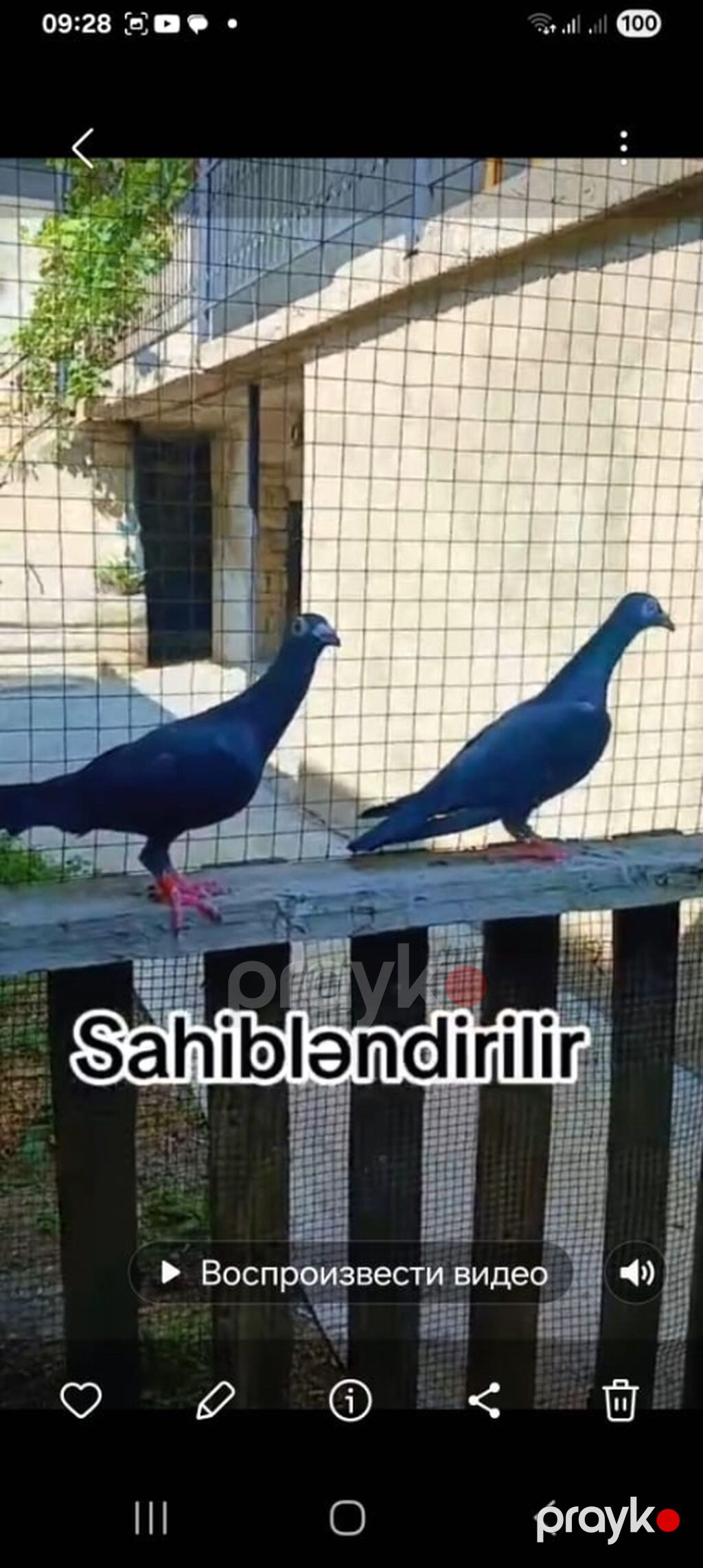 Göyərçinlər satılır Ərəb sortu – 50 AZN Uçan quşlardır — Digərləri, Bakı (4)