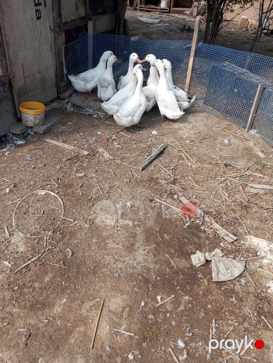 Pekin ördəkləri — Quşlar, Bakı (5)