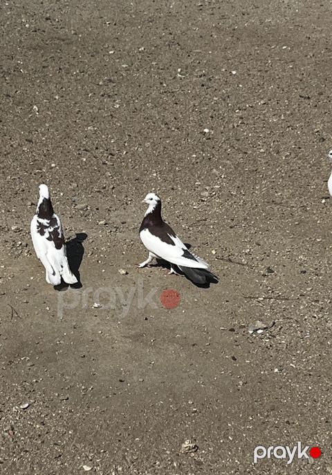Hazır cütdülər cütü 25manat — Digah