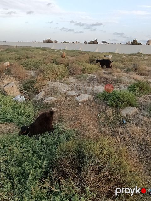 Keçilər — Sumqayıt