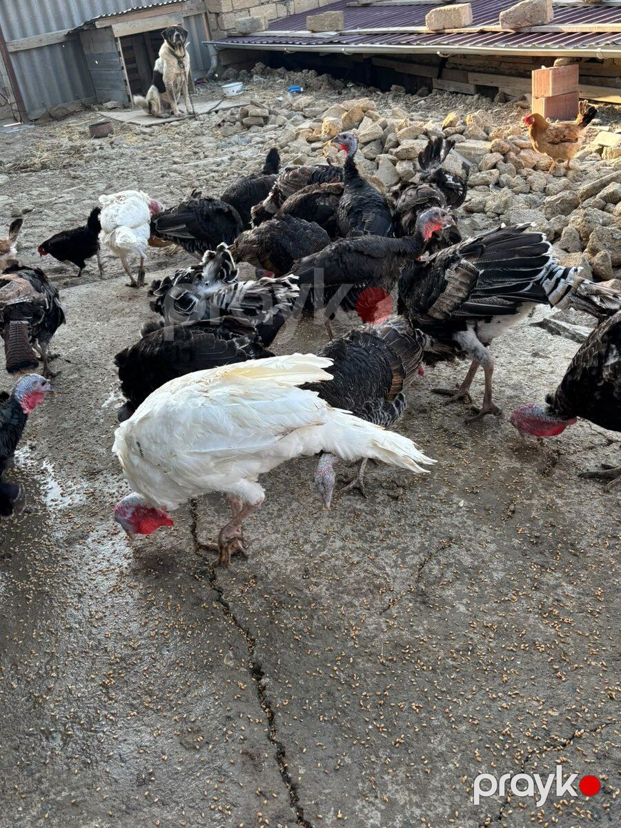 Hinduşkalar — Quşlar, Bakı (7)