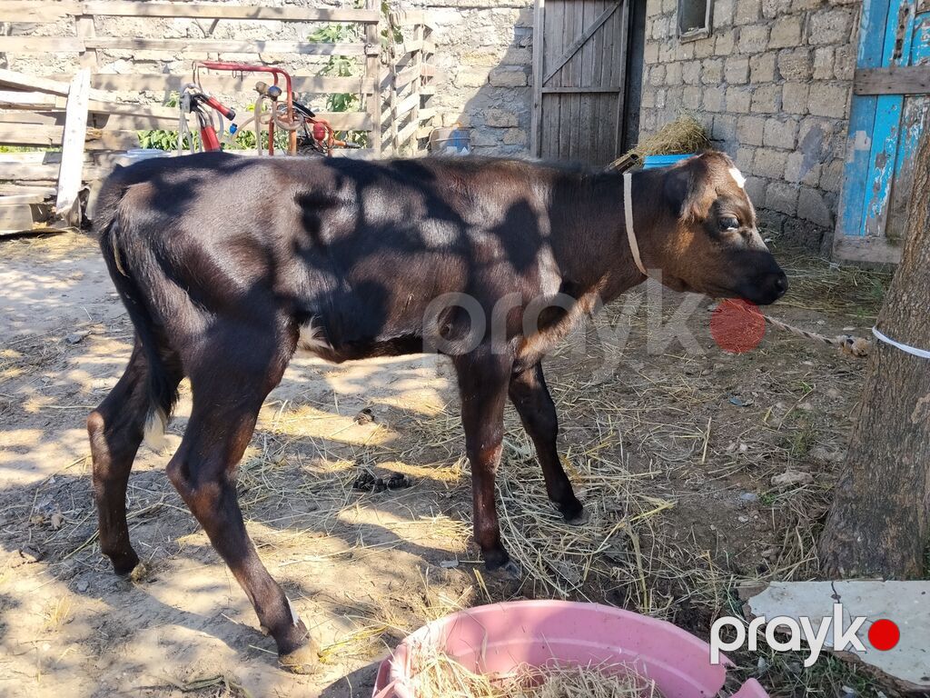Qara rəngli buzov - Növ: dana/buzov - Rəng: tünd qara, alında ağ ləkə — Kənd təsərrüfatı heyvanları, Digah (2)