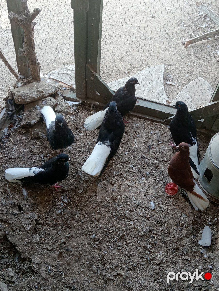 Göyərçinlər — Quşlar, Bakı (4)