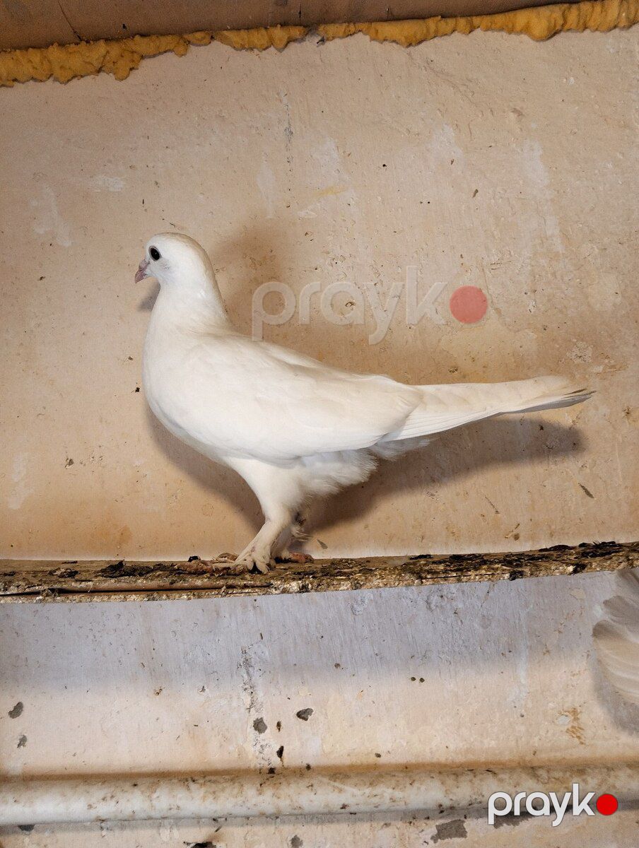 Göyərçinlər — Quşlar, Bakı (9)