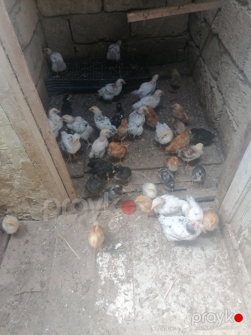 Toyuq cücələri, Damazlıq — Toyuq və xoruz, Novxanı (3)