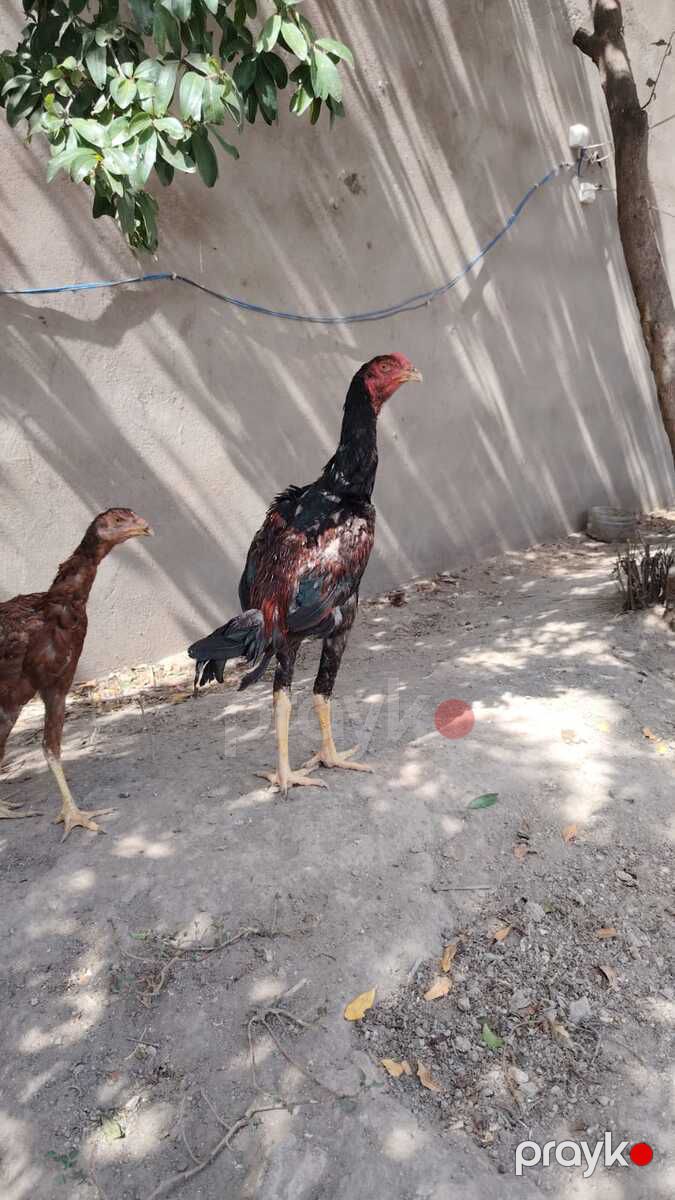 Beçə — Quşlar, Bakı (2)