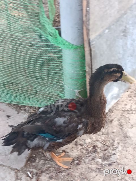 Erkək, Macar, Damazlıq, Pulsuz çatdırılma, Ödənişli çatdırılma — Digah