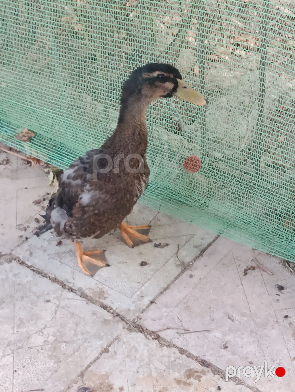 Erkək, Macar, Damazlıq, Pulsuz çatdırılma, Ödənişli çatdırılma — Digərləri, Digah (5)