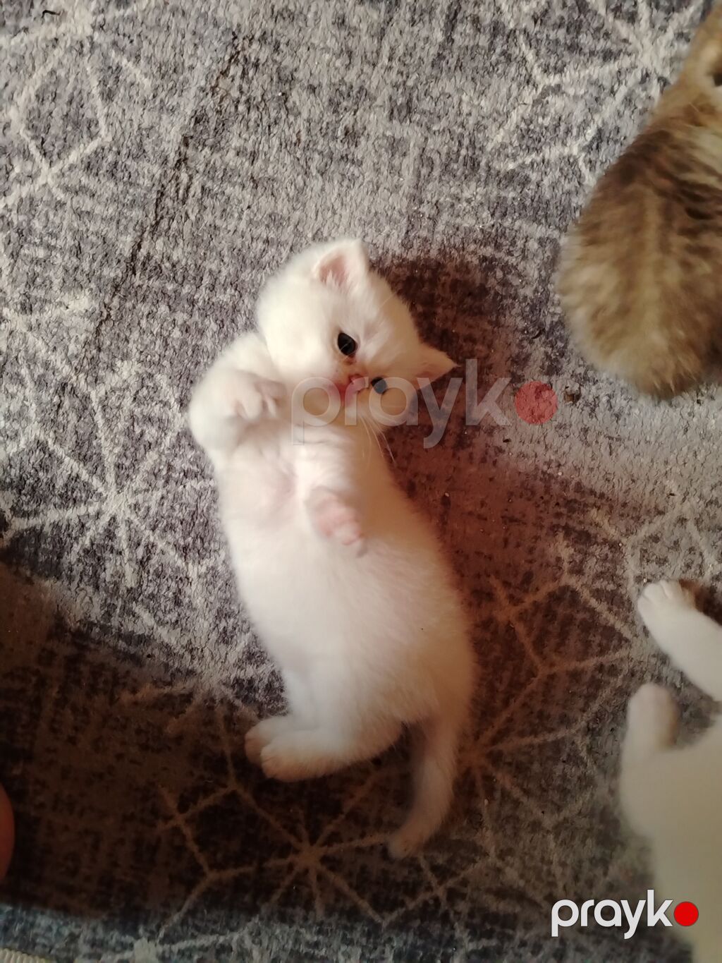 Şinşilla — Pişiklər, Bakı (3)