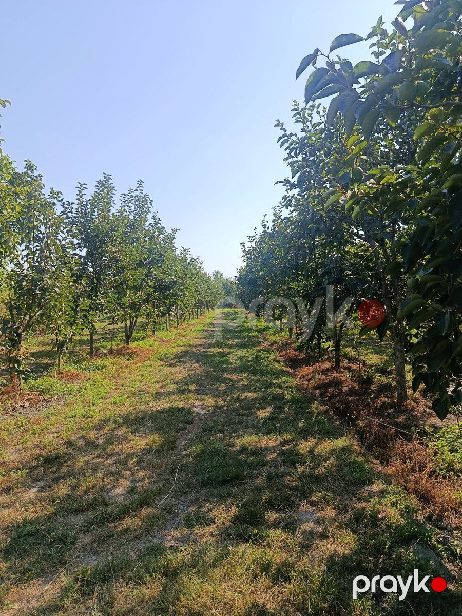 181 sot torpaq sahəsi, Göyçay r — Torpaq, Göyçay (3)