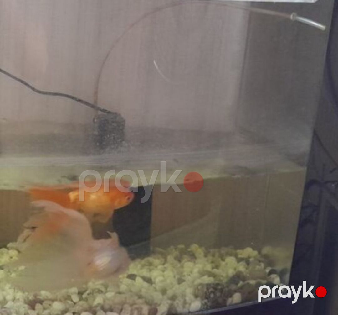 Akvarium — Akvariumlar və balıqlar, Sumqayıt (5)