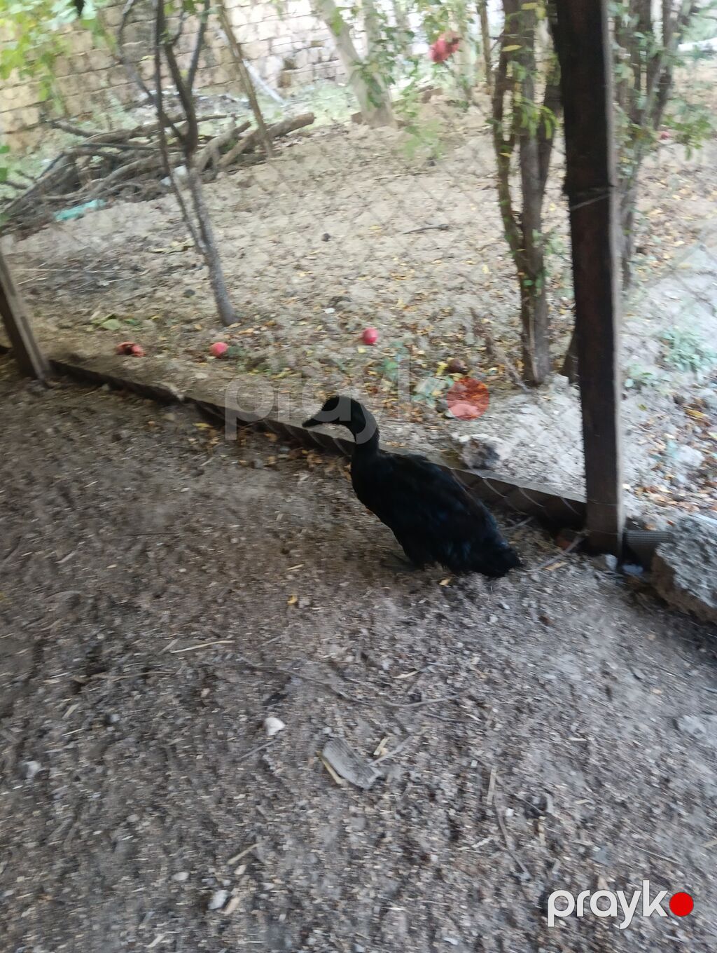 Erkək, Damazlıq, Ödənişli çatdırılma — Digərləri, Digah (3)
