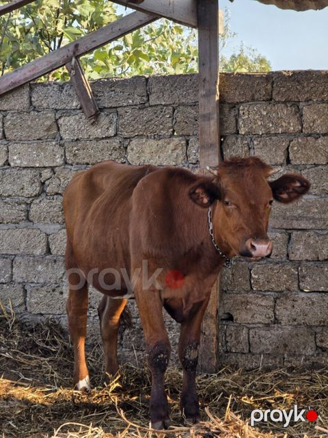 Simmental inək — Bakı
